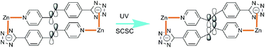 Graphical abstract: Photodimerization behaviour of 1D–3D Zn(ii) coordination polymers with tetrazolyl styrylpyridine