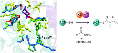 Graphical abstract: Broadening substrate specificity of a chain-extending ketosynthase through a single active-site mutation