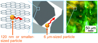 Graphical abstract: Hierarchical spatial heterogeneity in liquid crystals composed of graphene oxides