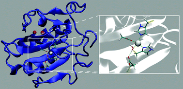 Graphical abstract: The influence of metal-ion binding on the structure and surface composition of Sonic Hedgehog: a combined classical and hybrid QM/MM MD study
