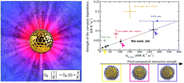 Graphical abstract: Thermal transport across nanoparticle–fluid interfaces: the interplay of interfacial curvature and nanoparticle–fluid interactions