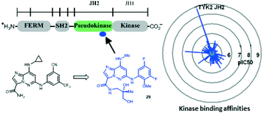 Graphical abstract: Identification of imidazo[1,2-b]pyridazine TYK2 pseudokinase ligands as potent and selective allosteric inhibitors of TYK2 signalling