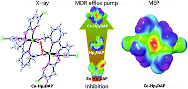 Graphical abstract: Coordination compounds of a hydrazone derivative with Co(iii), Ni(ii), Cu(ii) and Zn(ii): synthesis, characterization, reactivity assessment and biological evaluation