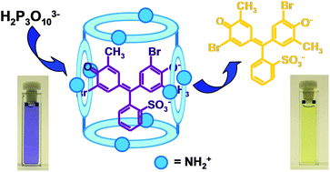 Graphical abstract: Catching anions with coloured assemblies: binding of pH indicators by a giant-size polyammonium macrocycle for anion naked-eye recognition