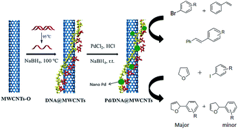 Graphical abstract: Regioselective Heck reaction catalyzed by Pd nanoparticles immobilized on DNA-modified MWCNTs