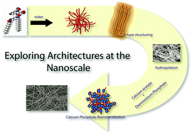 Graphical abstract: Exploring architectures at the nanoscale: the interplay between hydrophobic twin lipid chains and head groups of designer peptide amphiphiles in the self-assembly process and application