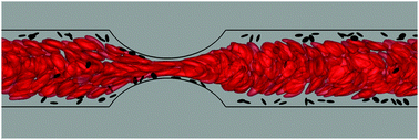 Graphical abstract: Sub-cellular modeling of platelet transport in blood flow through microchannels with constriction