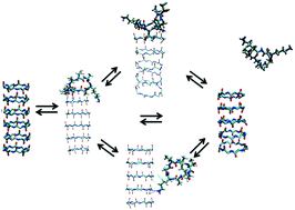 Graphical abstract: Stability and growth mechanism of self-assembling putative antifreeze cyclic peptides