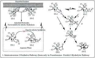 Graphical abstract: Impact of the composition of the bacterial population and additional carbon source on the pathway and kinetics of degradation of endosulfan isomers