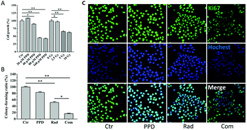 Graphical abstract: 20(s)-Protopanaxadiol (PPD) increases the radiotherapy sensitivity of laryngeal carcinoma