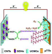 Graphical abstract: Expanding light utilization to the near-infrared region for hybrid bio–photoelectrochemical cells