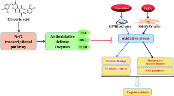Graphical abstract: Chicoric acid supplementation ameliorates cognitive impairment induced by oxidative stress via promotion of antioxidant defense system