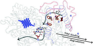 Graphical abstract: The sacrificial inactivation of the blue-light photosensor cryptochrome from Drosophila melanogaster