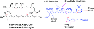 Graphical abstract: Studies toward the synthesis of strevertenes A and G: stereoselective construction of C1–C19 segments of the molecules