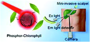 Graphical abstract: An optimized lanthanide-chlorophyll nanocomposite for dual-modal imaging-guided surgery navigation and anti-cancer theranostics