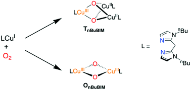 Graphical abstract: Exclusive imidazole ligation to CuIII2O2 and CuIIICuII2O2 cores