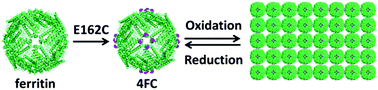 Graphical abstract: Disulfide-mediated reversible two-dimensional self-assembly of protein nanocages