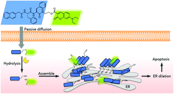 Graphical abstract: Self-delivery of N-hydroxylethyl peptide assemblies to the cytosol inducing endoplasmic reticulum dilation in cancer cells