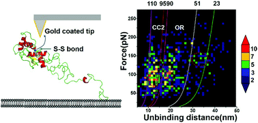 Graphical abstract: The molecular basis of interaction domains of full-length PrP with lipid membranes