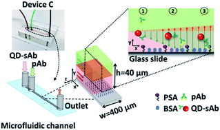 Graphical abstract: Vertically sheathing laminar flow-based immunoassay using simultaneous diffusion-driven immune reactions