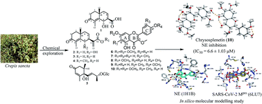 Graphical abstract: Anti-inflammatory, antiallergic and COVID-19 protease inhibitory activities of phytochemicals from the Jordanian hawksbeard: identification, structure–activity relationships, molecular modeling and impact on its folk medicinal uses