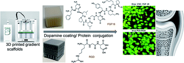 Graphical abstract: Fabrication and functionalization of 3D-printed soft and hard scaffolds with growth factors for enhanced bioactivity
