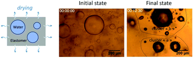 Graphical abstract: Collapse and cavitation during the drying of water-saturated PDMS sponges with closed porosity