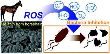 Graphical abstract: Melanin pigments extracted from horsehair as antibacterial agents