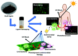 Graphical abstract: Development of a light activatable lignin nanosphere based spray coating for bioimaging and antimicrobial photodynamic therapy