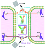 Graphical abstract: Extracellular interactions between graphene nanosheets and E-cadherin