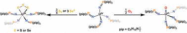 Graphical abstract: Elemental chalcogen reactions of a tetravalent uranium imidophosphorane complex: cleavage of dioxygen