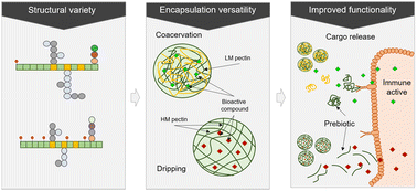 Graphical abstract: Structure, controlled release mechanisms and health benefits of pectins as an encapsulation material for bioactive food components