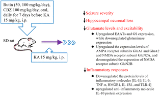 Graphical abstract: Rutin prevents seizures in kainic acid-treated rats: evidence of glutamate levels, inflammation and neuronal loss modulation