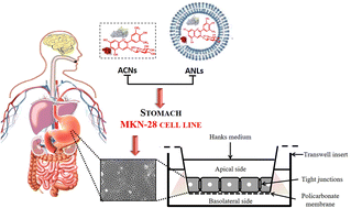 Graphical abstract: Preparation of nanoliposomes loaded with anthocyanins from grape skin extracts: stability, gastric absorption and antiproliferative properties