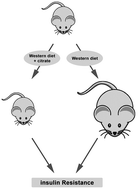 Graphical abstract: Citrate enrichment in a Western diet reduces weight gain via browning of adipose tissues without resolving diet-induced insulin resistance in mice