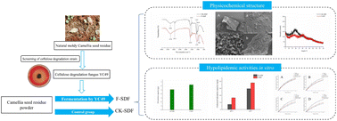 Graphical abstract: Improving the physicochemical and in vitro hypolipidemic properties of soluble dietary fiber in camellia seed residue by a cellulose degrading fungus YC49