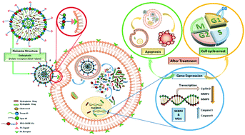 Graphical abstract: Evaluation of anti-cancer and anti-metastatic effects of folate-PEGylated niosomes for co-delivery of letrozole and ascorbic acid on breast cancer cells