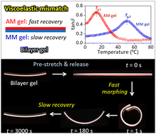Graphical abstract: Engineering viscoelastic mismatch for temporal morphing of tough supramolecular hydrogels