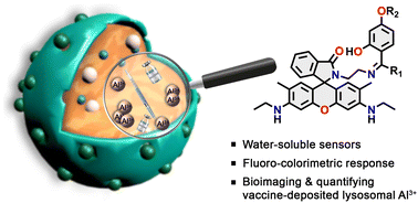 Graphical abstract: Trivalent metal ion sensor enabled bioimaging and quantification of vaccine-deposited Al3+ in lysosomes