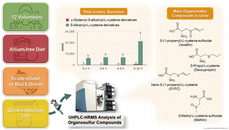 Graphical abstract: Urinary excretion of organosulfur compounds after acute ingestion of black onion