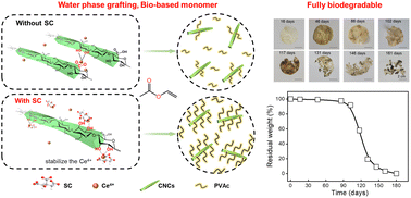 Graphical abstract: Highly efficient grafting of polyvinyl acetate onto cellulose nanocrystals in the aqueous phase