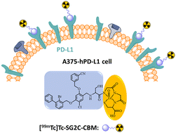 Graphical abstract: Design, synthesis, and biological evaluation of a 99mTc-labeled small-molecule tracer for PD-L1 imaging