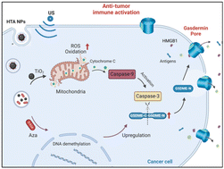 Graphical abstract: A metal–phenolic nanotuner induces cancer pyroptosis for sono-immunotherapy