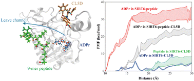 Graphical abstract: Molecular dynamics simulation on the role of CL5D in accelerating the product dissociation of SIRT6