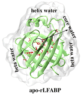 Graphical abstract: Elucidating the microscopic properties of a β-barrel protein and the solvent confined in and around it
