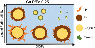 Graphical abstract: Effects of organic ligands, phosphate and Ca on the structure and composition of Fe(iii)-precipitates formed by Fe(ii) oxidation at near-neutral pH