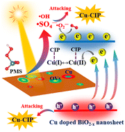 Graphical abstract: Enhanced peroxymonosulfate activation by copper-doped bismuth oxides for the efficient photo-degradation of ciprofloxacin: crucial role of copper sites, theoretical calculation and mechanism insight