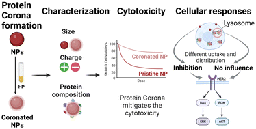 Graphical abstract: Protein corona alleviates adverse biological effects of nanoplastics in breast cancer cells