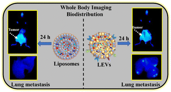 Graphical abstract: Maximizing liposome tumor delivery by hybridizing with tumor-derived extracellular vesicles