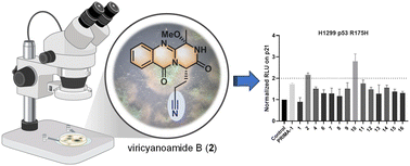 Graphical abstract: Quinazolinone nitriles and related metabolites from the deep-sea-derived fungus Penicillium viridicatum MCCC 3A00265